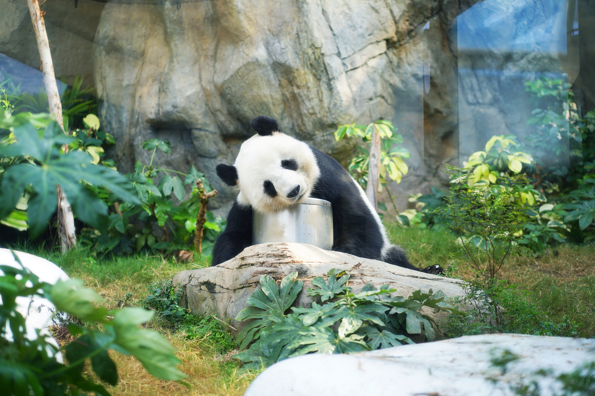 Photo of a Panda Near Green Plants